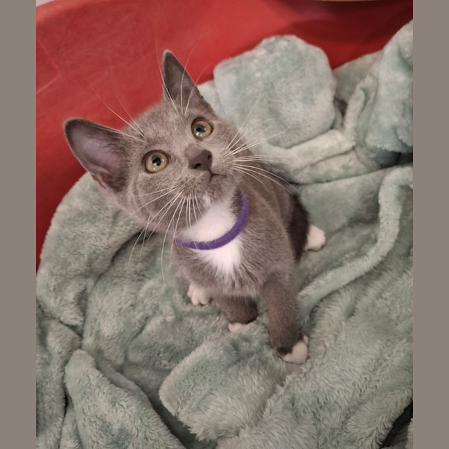 Photo of Violet