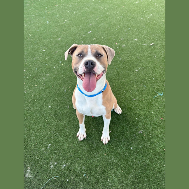 Photo of Ace Imp 1966