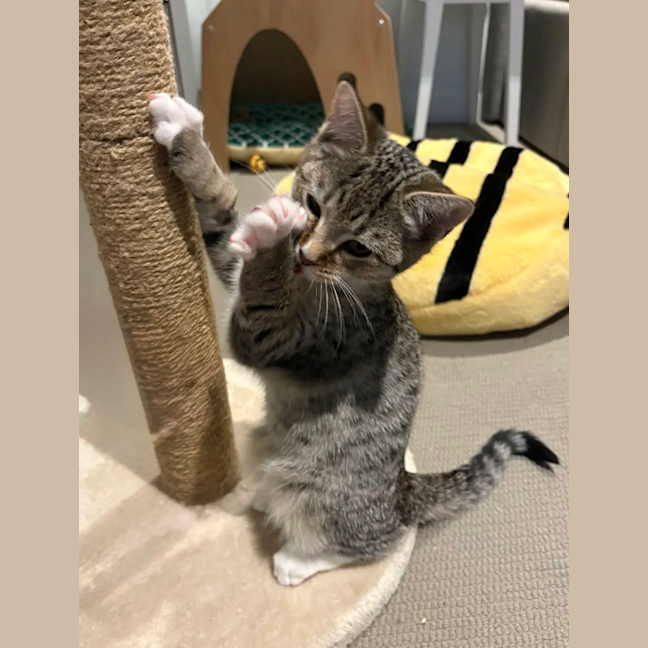 Photo of Smudge
