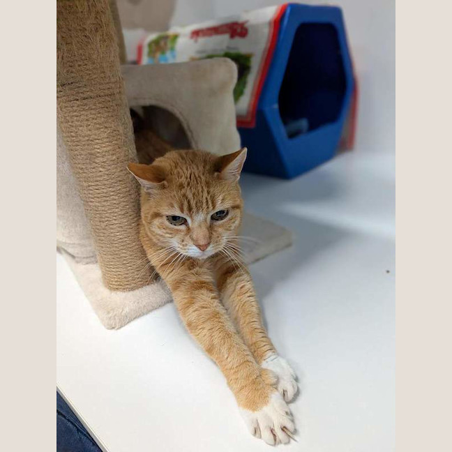 Photo of Goldie