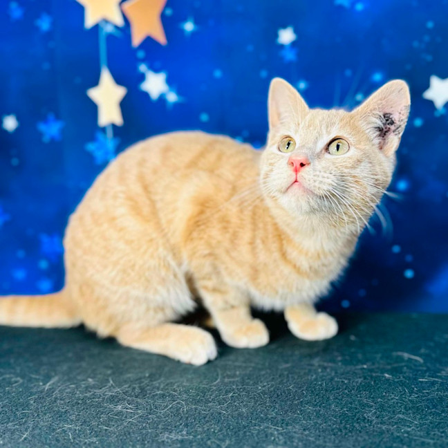 Photo of Jack (Located In Preston) 