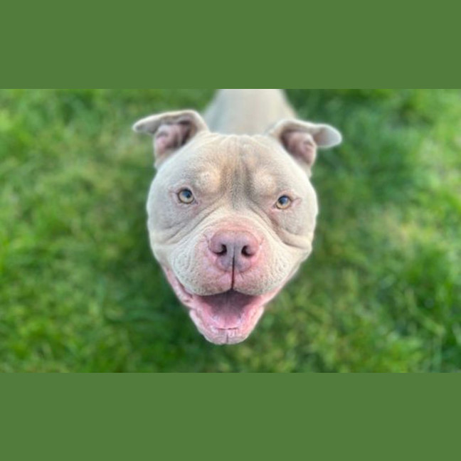 Photo of Pumba
