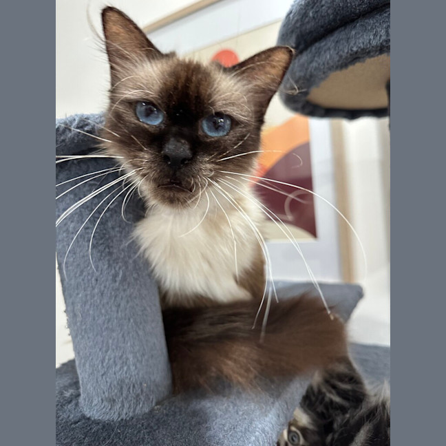 Photo of Dahlia 