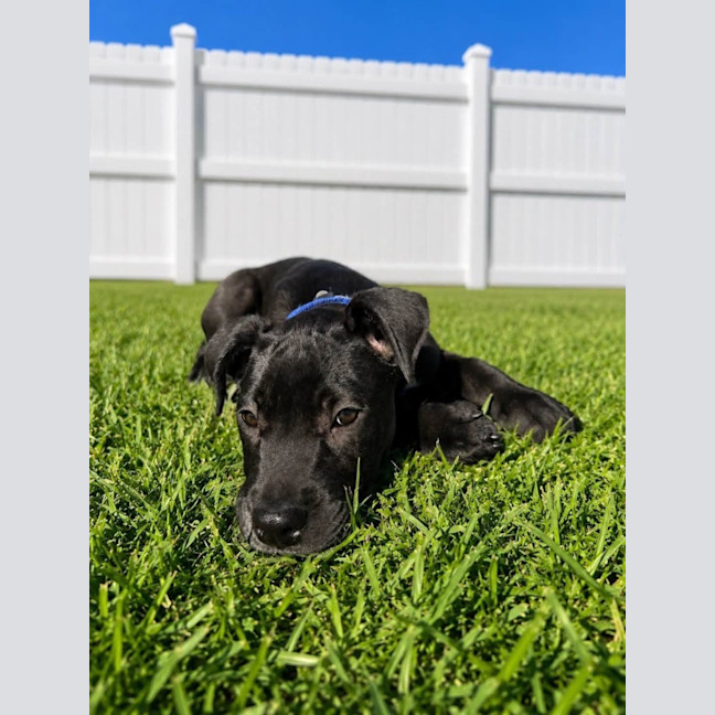Photo of Flint