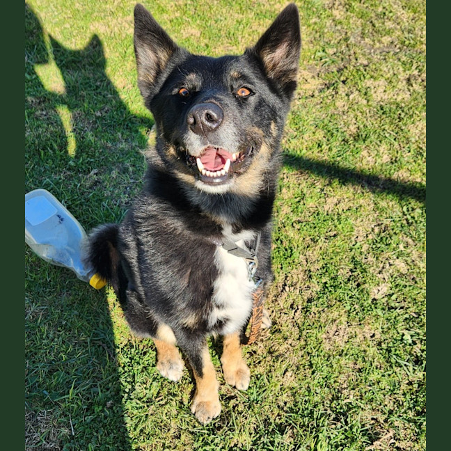 Photo of Nala (63963)