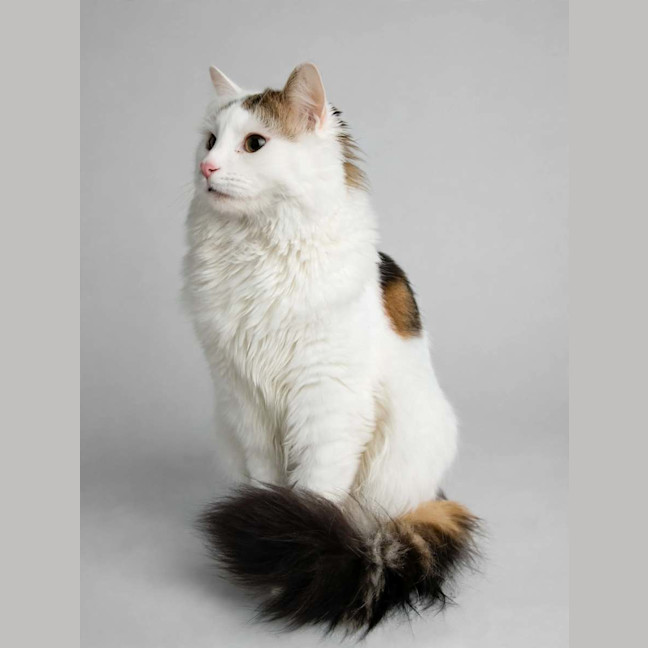 Photo of Oliver