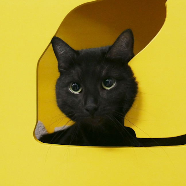 Photo of Dill Sta012347