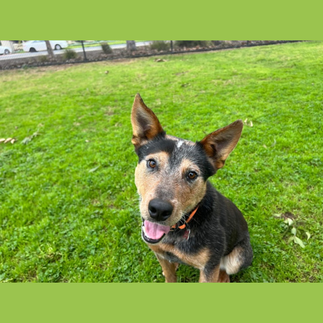 Photo of Banjo