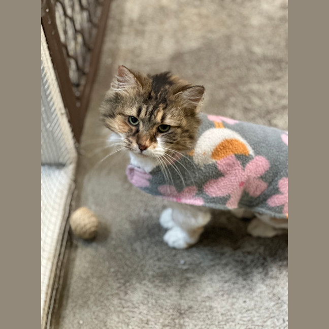 Photo of Freya