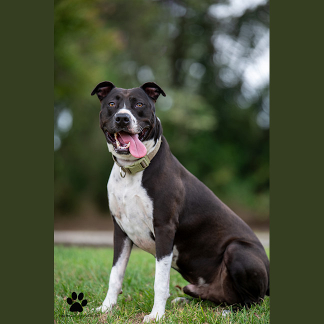 Photo of Tyson