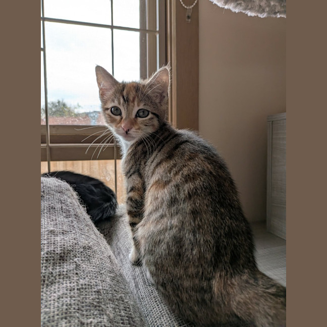 Photo of Viola