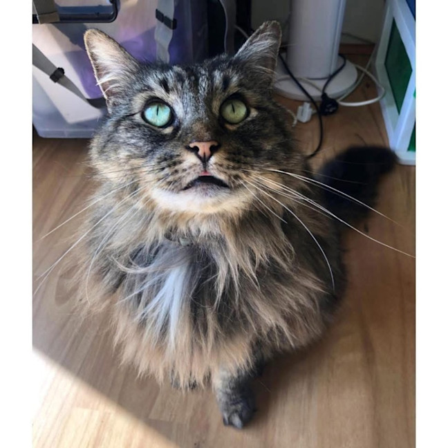 Photo of 12671   Sabre