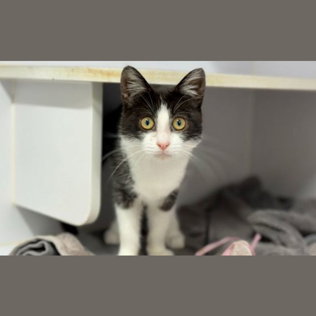 Photo of Pippy