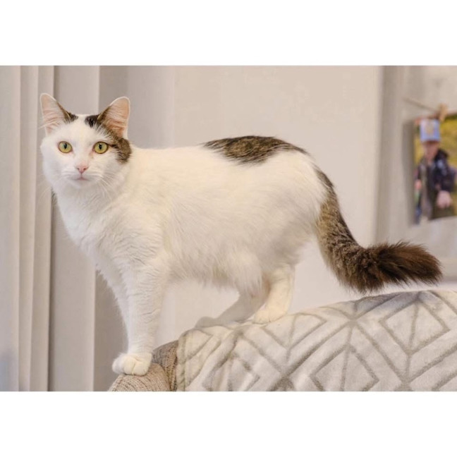 Photo of 12371   Chicory