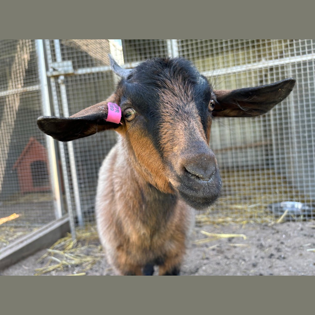 Photo of Blue