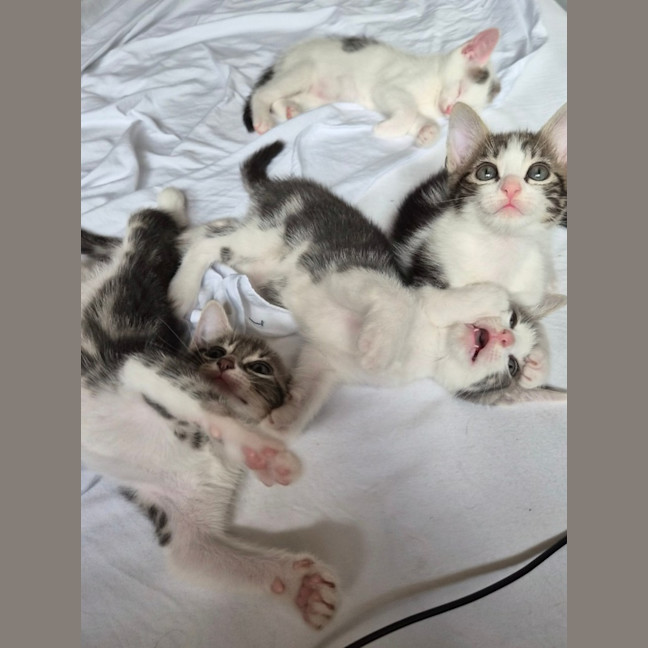 Photo of Simon