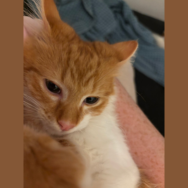 Photo of Ginger Snap