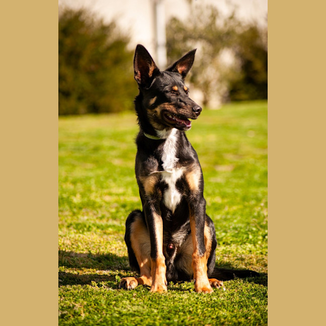 Photo of Duke