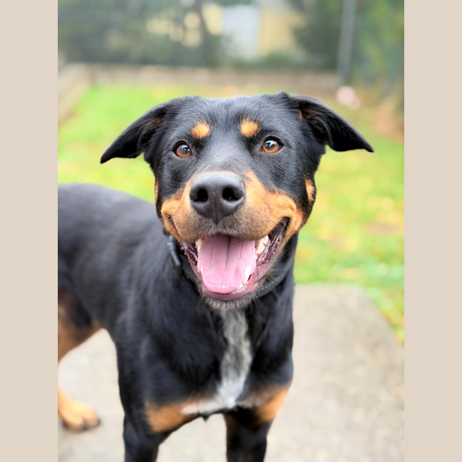 Photo of Bear 