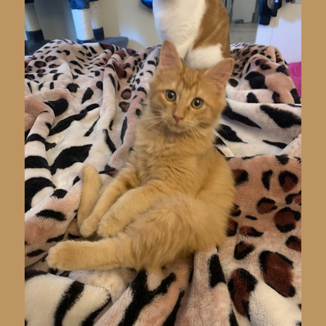 Photo of Kintaro (Assisted Rehome)