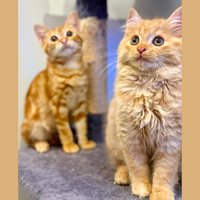 Photo of Kayak & Canoe