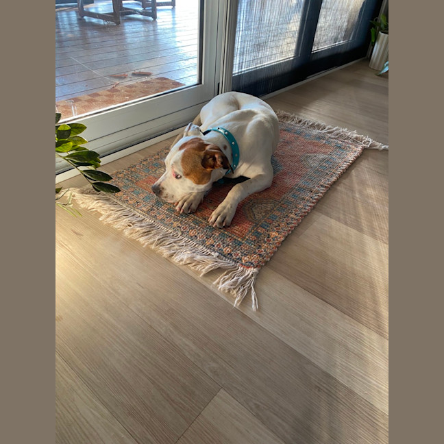 Photo of Smidge   18 Month Old Staffy X