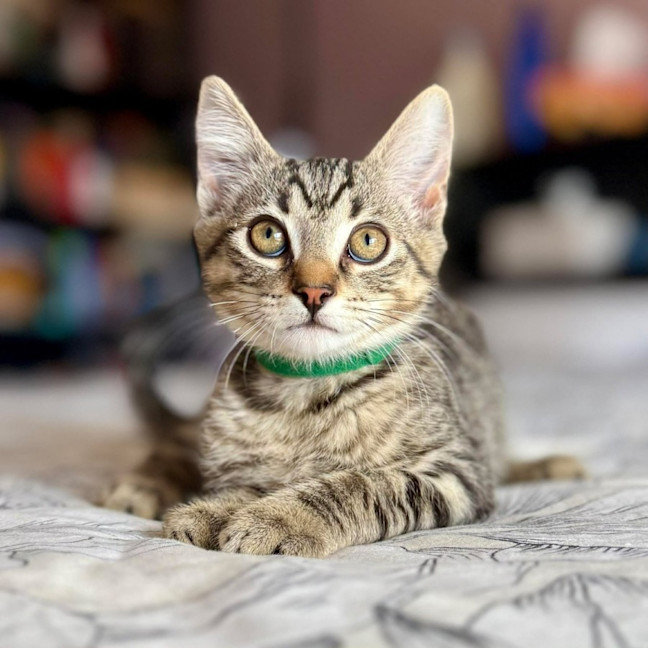 Photo of Martin   In Foster Care In Templestowe 