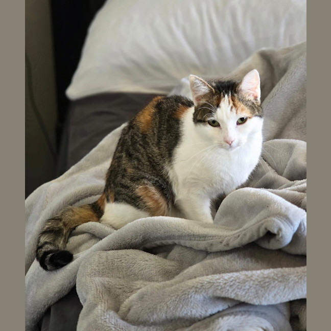 Photo of Snowy