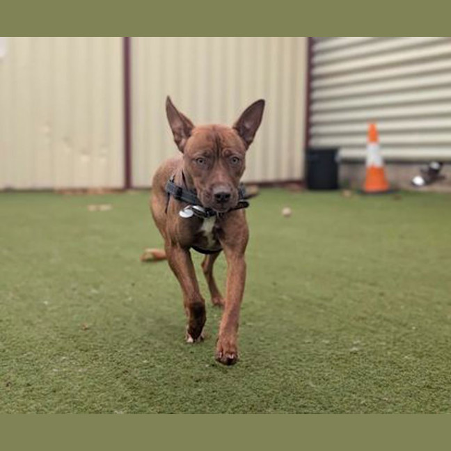Photo of Roxy