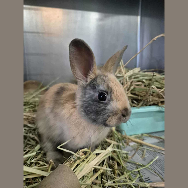 Photo of Choc Ripple