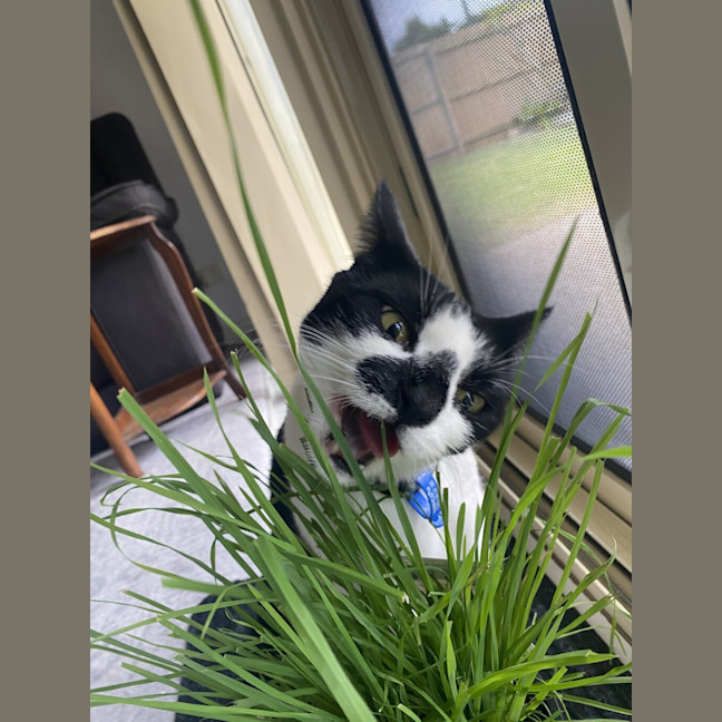 Photo of Smudge