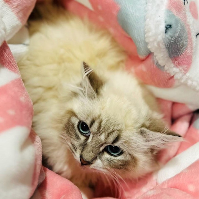 Photo of 12615   Lulabelle