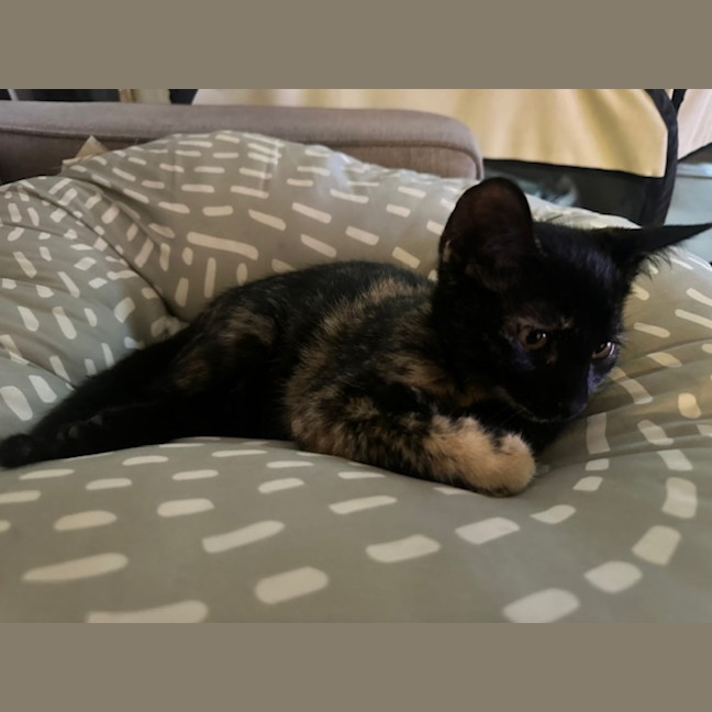 Photo of Orange