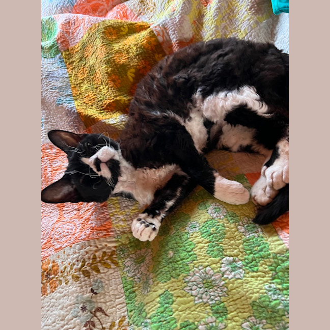 Photo of Kitty Cat
