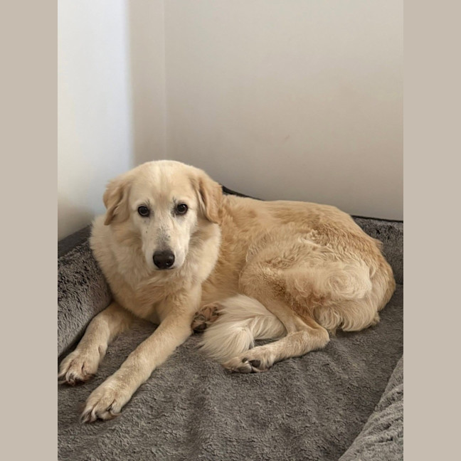 Photo of Barley