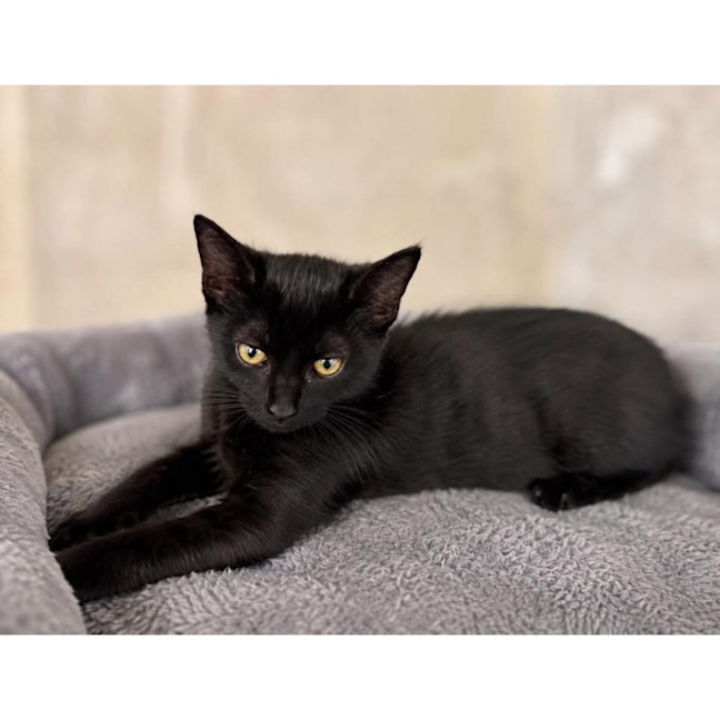 Photo of 14174   Bingus