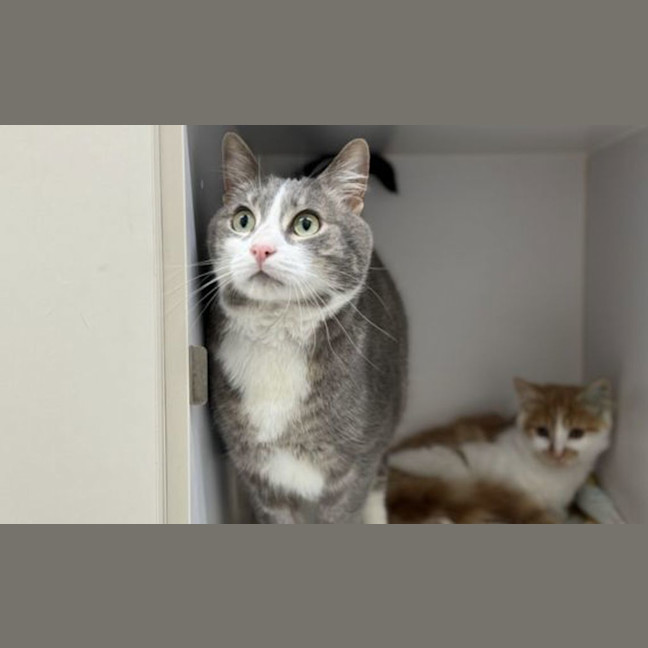 Photo of Dumpling