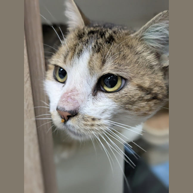 Photo of 🍏 Boomer 6440 🍏