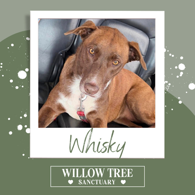 Photo of Whisky