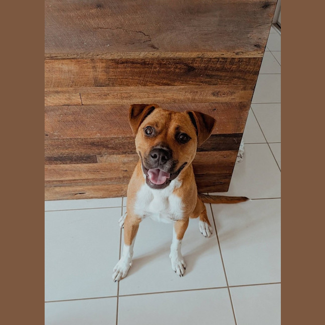 Photo of Brutus *$350 Adoption Fee* 