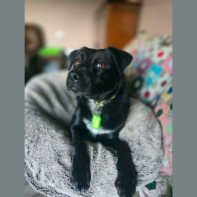 Photo of Little Gee
