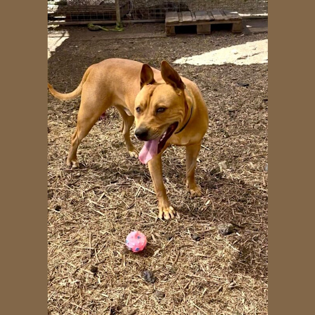 Photo of Tyson