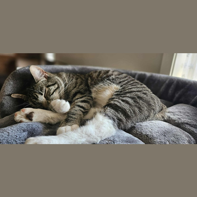 Photo of Tabitha *9 Lives Project Rescue*