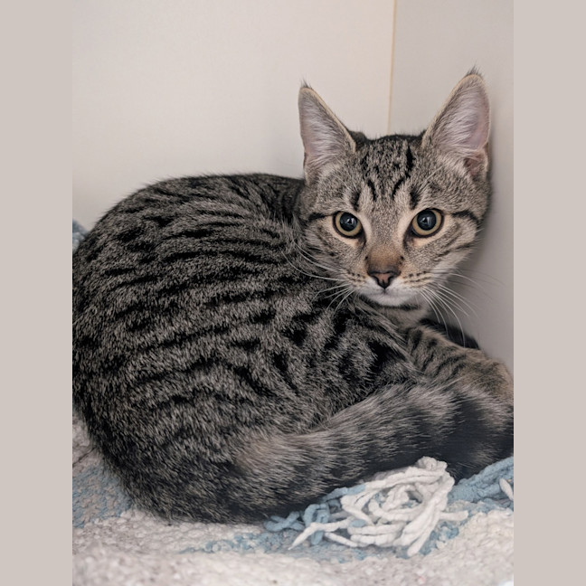 Photo of Taco