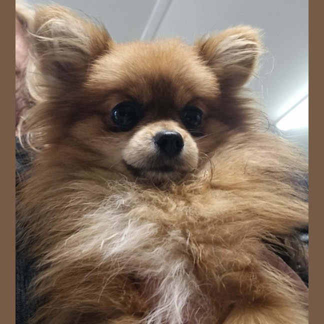 Photo of Bailey