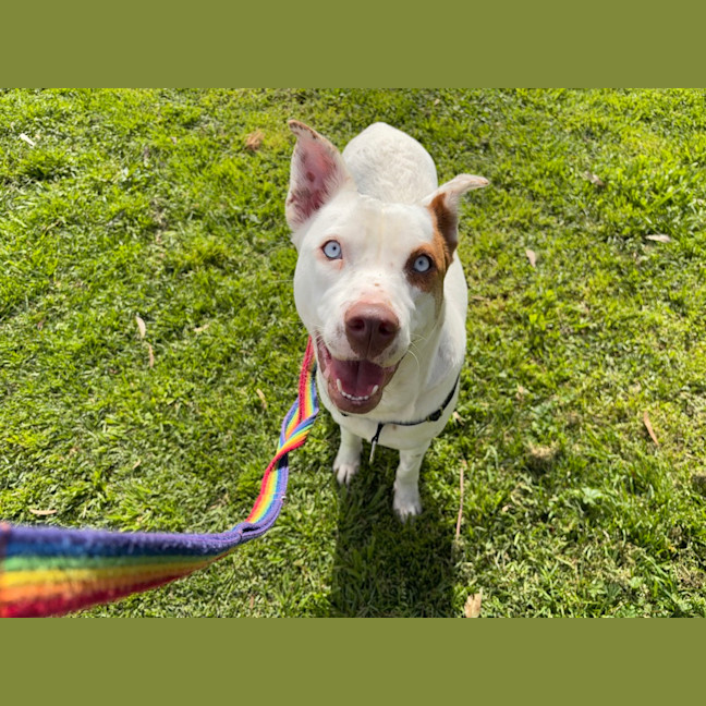 Photo of Dolly