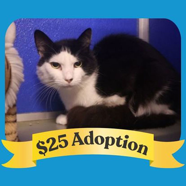 Photo of Oreo
