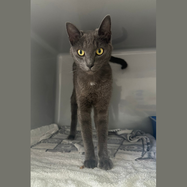 Photo of Tink