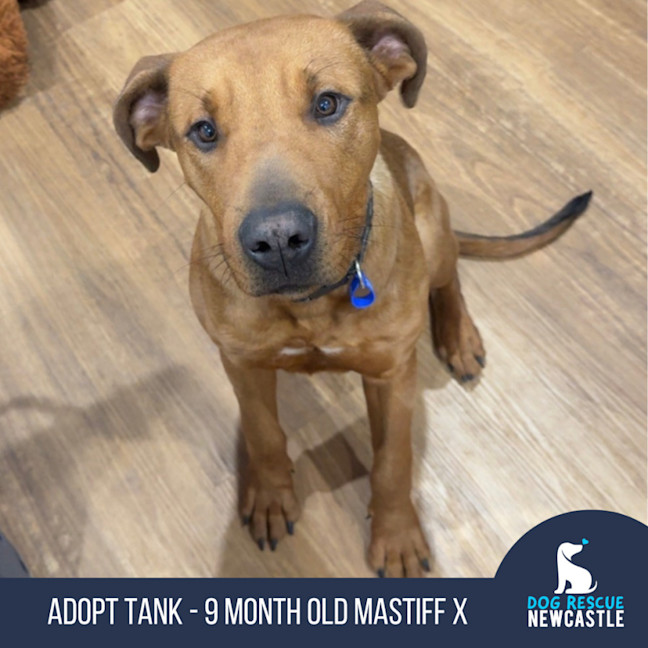 Photo of Tank   9 Month Old Mastiff X
