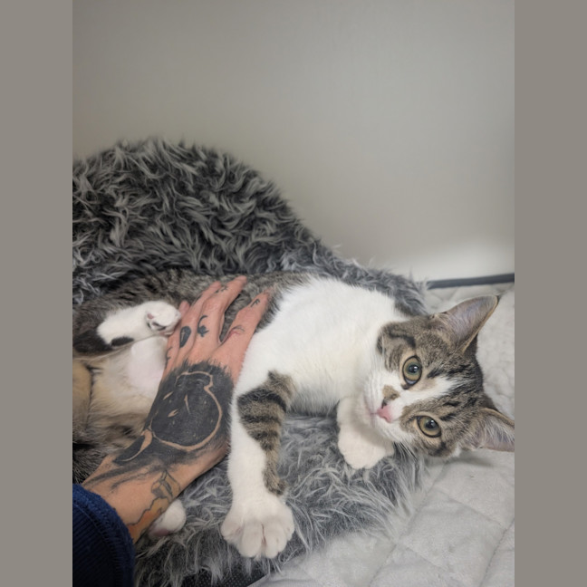 Photo of Blaze 